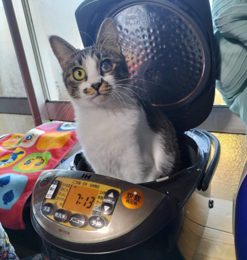 炊飯器に入ってる愛猫